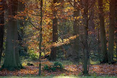 Herfst in het stadspark - Beringen