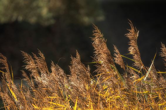 Herfst in Kolonie - Lommel