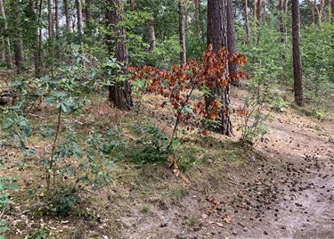 Herfst in volle zomer: droogtestress