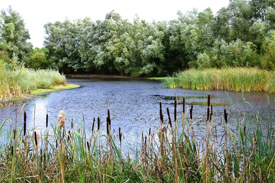 Herfst kondigt zich aan bij afwateringsplas - Hechtel-Eksel