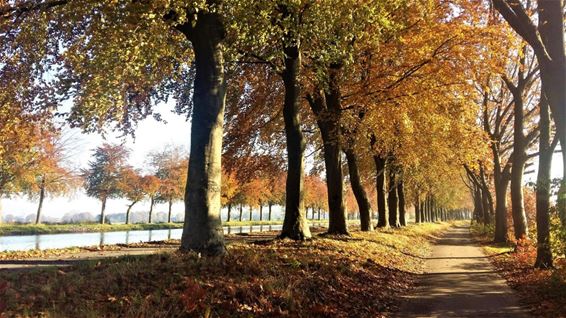 Herfst langs het kanaal - Hamont-Achel