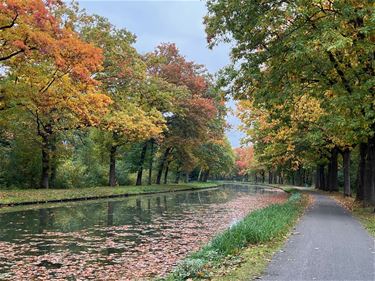 Herfst langs het Kanaal van Beverlo - Lommel