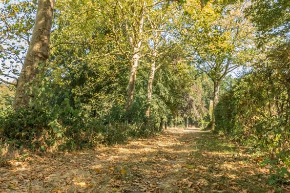 Herfst of zomer? - Overpelt