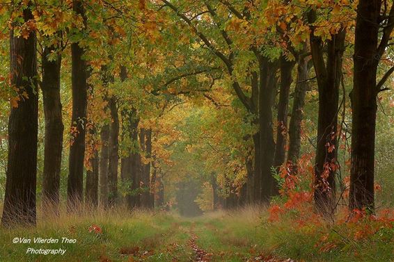 Herfst op de Leenderheide - Hamont-Achel