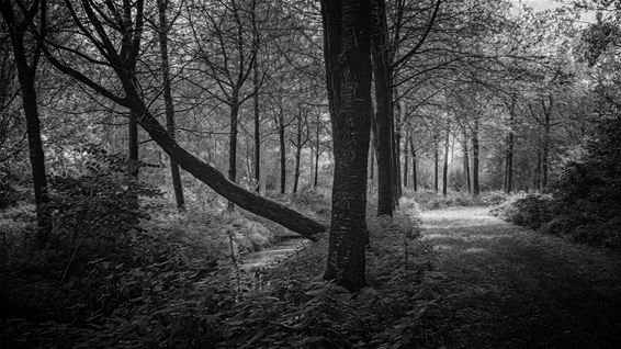 Herfst verkleurt weer langzaam alle bomen - Pelt