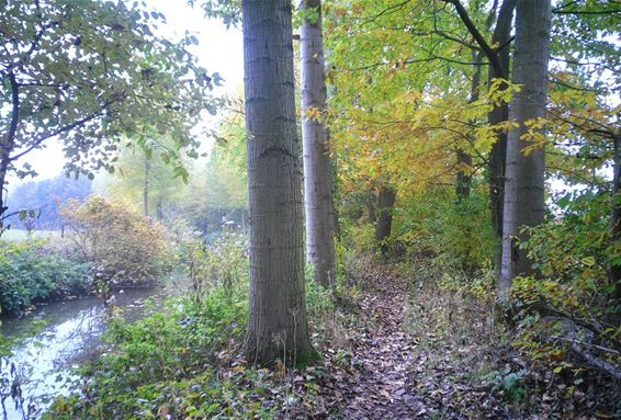 Herfstbeelden (3) - Lommel