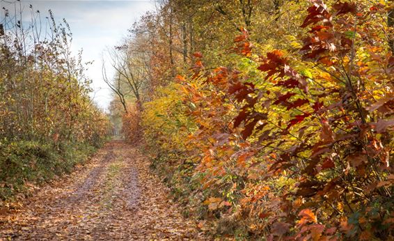 Herfstbeelden (5) - Lommel