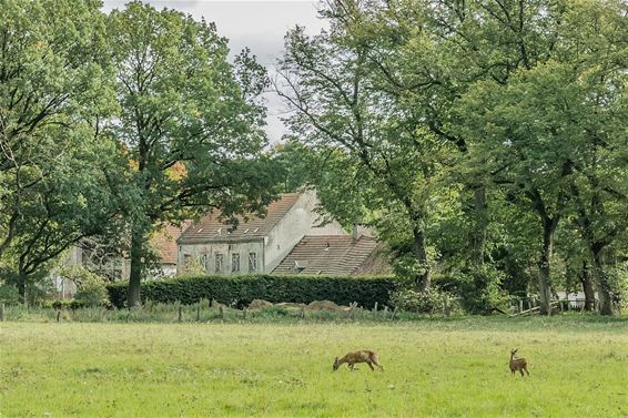 Herfstimpressie in het Hobos - Overpelt