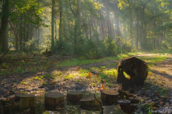 Herfstimpressie uit het Hobos - Pelt