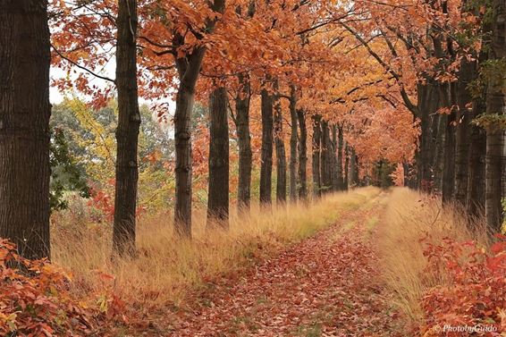 Herfstkleuren - Hamont-Achel