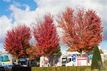 Herfstkleuren - Beringen & Leopoldsburg
