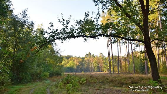 Herfstkleuren aan de Begijnenvijver - Hechtel-Eksel