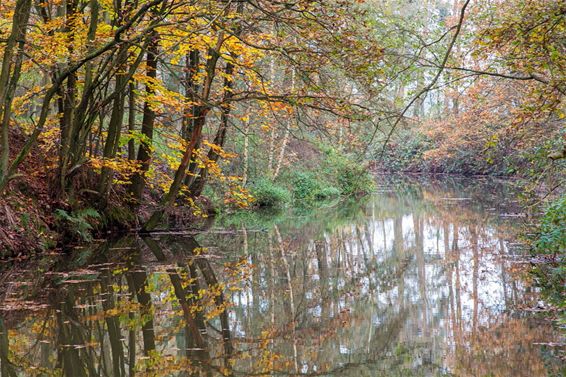 Herfstkleuren brengen afwisseling - Lommel