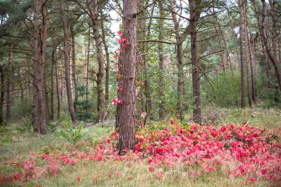 Herfstkleuren in de Sahara - Lommel