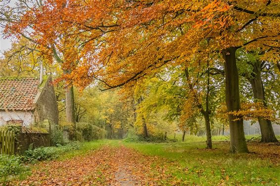 Herfstkleuren in het Hobos - Overpelt