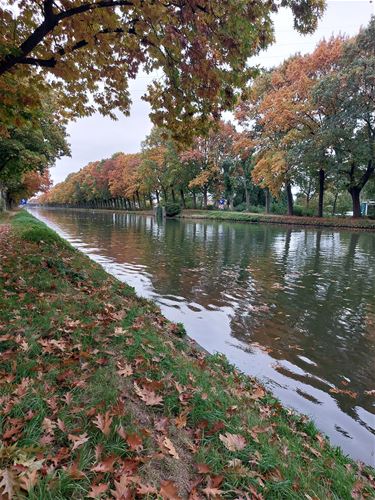 Herfstkleuren langs het kanaal - Pelt