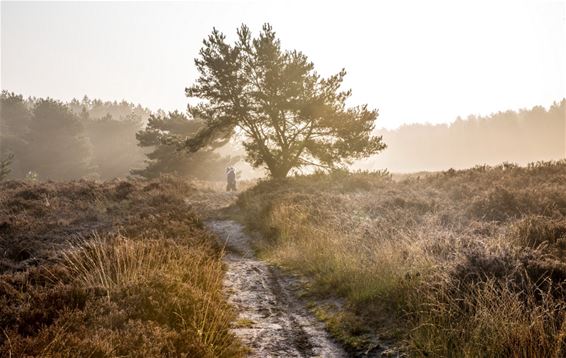 Herfstkleuren op de Blekerheide - Lommel