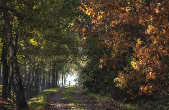 Herfstlandschap - Lommel