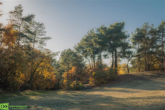 Herfstlicht in den Brand - Hechtel-Eksel