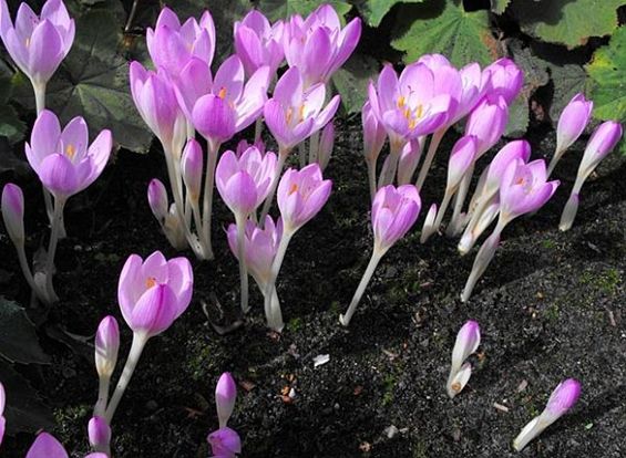 Herfsttijloos in de tuin - Hechtel-Eksel