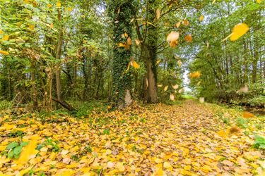 Herfsttinten - Beringen