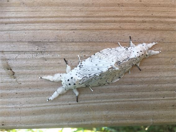 Hermelijnvlinders gespot - Lommel