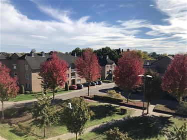 Herfst in Beringen - Beringen