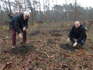 Herstel Koerselse bossen na stormschade - Beringen