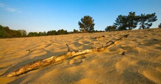 Herstel van de landduinen: een project - Hechtel-Eksel