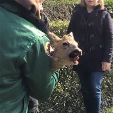 Hertenkalfje gered uit Beringse tuin. - Beringen