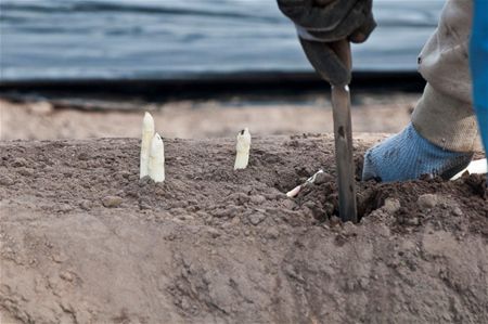 Het aspergeseizoen is begonnen... - Overpelt