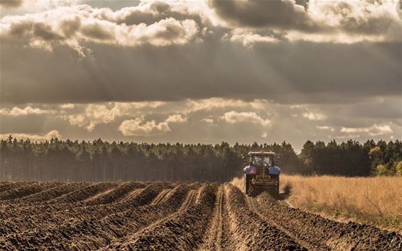 Het aspergeveld wordt klaargemaakt - Overpelt