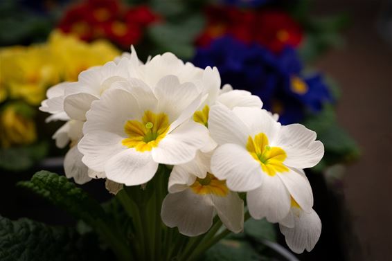 Het begint te kriebelen… - Hamont-Achel