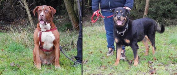 Het bestaat: honden aan een boom gebonden - Hamont-Achel