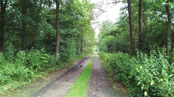 Het bosleerpad in Lozen - Bocholt