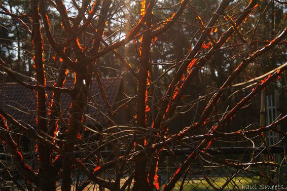 Het 'brandend braambos' - Pelt