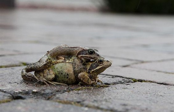 Het einde van de paddentrek - Neerpelt