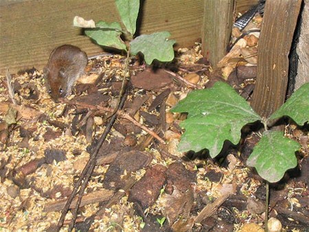 Het Geheim van het Klankenbos ontsluierd! - Neerpelt