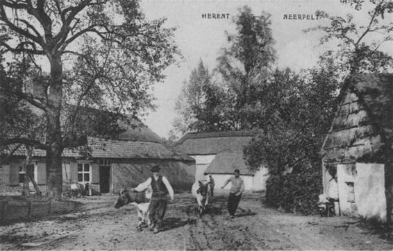 Het geheugen van Neerpelt (4) - Neerpelt