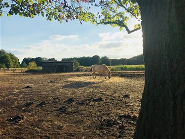 Het gras is op! - Beringen