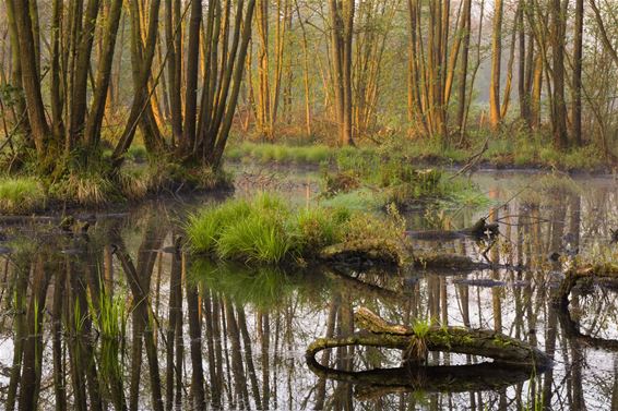 Bree - Het Grootbroek krijgt meer ruimte voor water