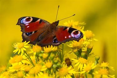 Het Grote Vlindertelweekend nadert