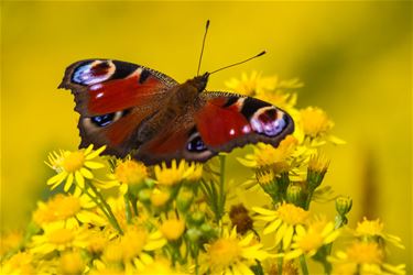 Het Grote Vlinderweekend - Beringen