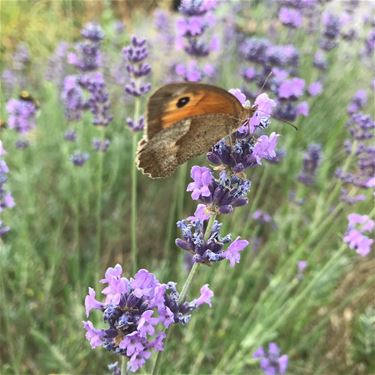 Het Grote Vlinderweekend - Beringen