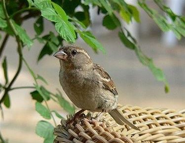 Het grote vogeltelweekend