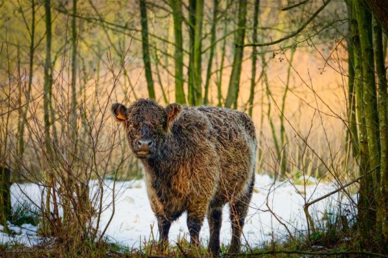 Het Hageven: elke maand anders (jan '25) - Pelt