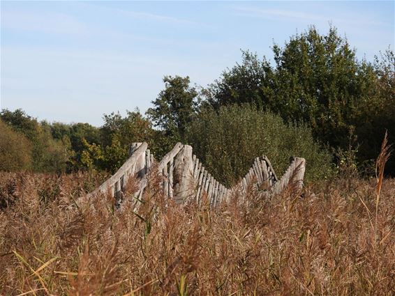 Het Hageven in de herfst - Pelt