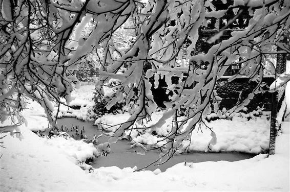 Het heeft gesneeuwd - Overpelt