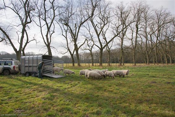 Het Hobos heeft nieuwe bewoners - Overpelt