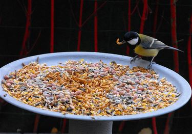 Het is druk op de voedertafel - Hechtel-Eksel